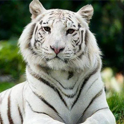 Самые красивые дикие животные (100 фото) 🔥 Прикольные картинки и юмор