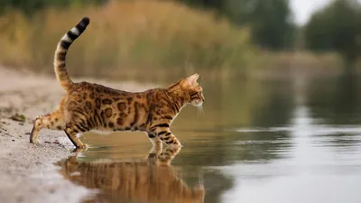 ТОП 50 фото самых красивых животных в мире | KRASOTA.ru