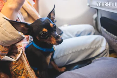 10 самых маленьких пород собак в мире, которых легко потерять но невозможно  не любить | Mixnews