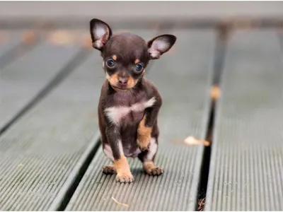 Самая маленькая собачка — ростом 6 см | МанкиБлог | Дзен