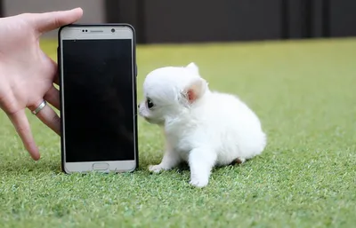 Топ-7 самых умных маленьких собак - Питомцы Mail.ru