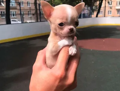 Чихуахуа: самая маленькая собака-компаньон в мире