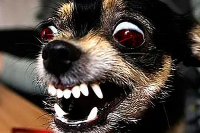 10 самых маленьких собак в мире - Стиль жизни - Курс Денег