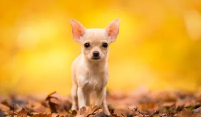 Шпиц - одна из самых маленьких собак» — создано в Шедевруме