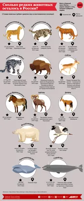 10 редких видов животных, встречающихся на территории России – Zagge.ru