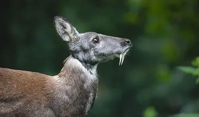 Редкие животные мира