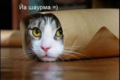 Смешные коты фото: топ-10 забавных фото хвостатых любимцев - World Cat Day,  всемирный день кошек, животные, юмор | Обозреватель | OBOZ.UA