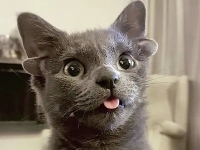 10 забавных фото, которые доказывают - котам законы физики не писаны