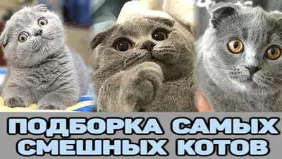 НОВЫЕ ПРИКОЛЫ С КОТАМИ САМЫЕ СМЕШНЫЕ ПРИКОЛЫ ПРО КОТОВ#5 ТЫ БУДЕШЬ ПЛАКАТЬ  ОТ СМЕХА - Coub - The Biggest Video Meme Platform