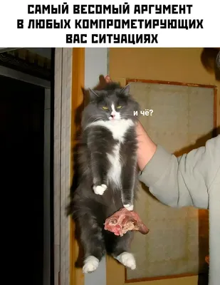 Котята со всего мира �