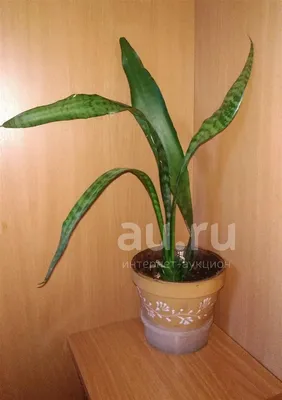 Комнатное растение Сансевьера Щучий хвост в Оренбурге