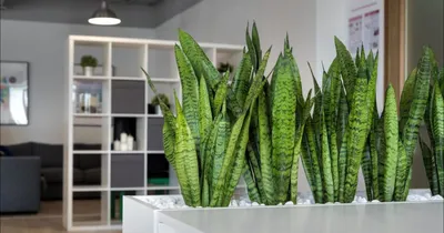 Sansevieria CYLINDRICA (Сансевьера, Сансевиерия): купить 1 семя c доставкой  почтой 🌸 Адениум дома