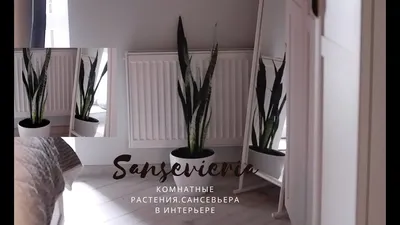 Сансевьера Зейланика купить в Санкт-Петербурге (СПб) 24 часа, в магазине  pots.su