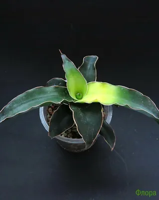 Сансевьера францисса Sansevieria francisii — купить в Красноярске.  Горшечные растения и комнатные цветы на интернет-аукционе Au.ru