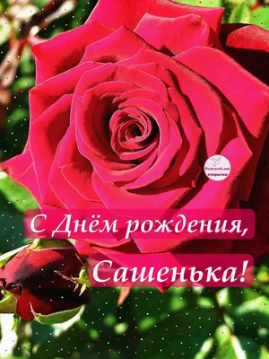 Сашенька, с Днём Рождения: гифки, открытки, поздравления - Аудио, от  Путина, голосовые