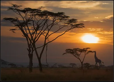 Как выглядет Африканская Саванна. Пару слов о главном. | Мир животных. |  Дзен