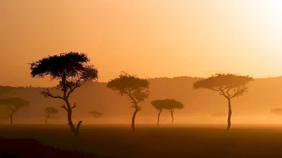 Природа саванны африки (50 фото) - 50 фото