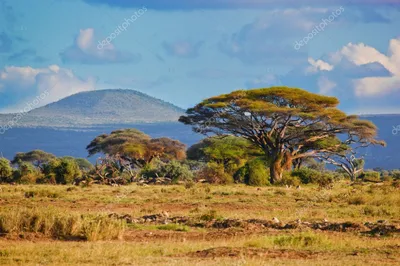 Скачать - Саванна пейзаж в Африке, Амбосели, Кения — стоковое изображение #  ▷ Скачивайте … | African animals photography, Landscape photography nature,  Africa trees