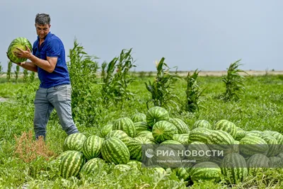 Сбор урожая арбузов в Азербайджане | РИА Новости Медиабанк