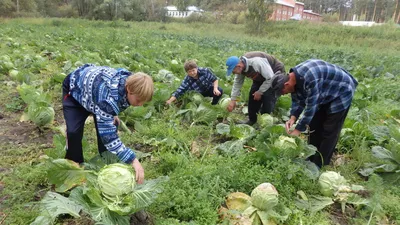 Аграрии края собрали 1 млн тонн зерна меньше чем с половины полей