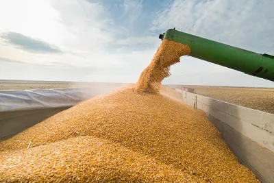 Работа в поле: сбор урожая пшеницы» — создано в Шедевруме