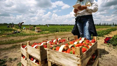 ᐉ Кукуруза на зерно - сбор урожая - Журнал Агроном