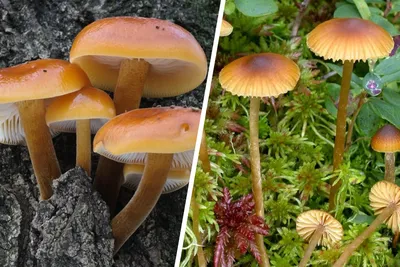 Съедобные грибы башкирии
