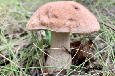 В Башкортостане пять человек отравились грибами