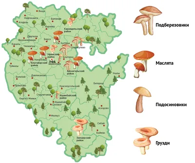 В Башкирии две семьи отравились грибами: как не пострадать после «тихой  охоты»?