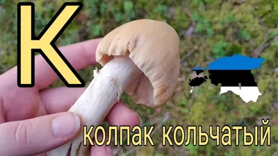 В Башкирии отец накормил своих детей ядовитыми грибами - Новости - Уфа - UTV