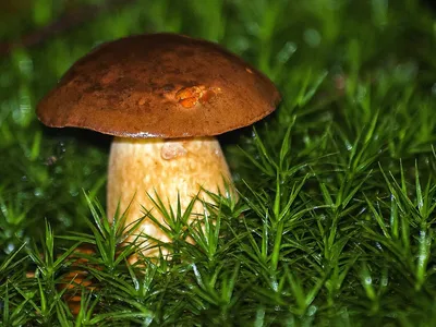 Какие грибы и где можно собрать в Башкирии осенью?