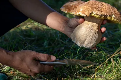 В Башкирии 17 человек, из них один ребенок, отравились грибами