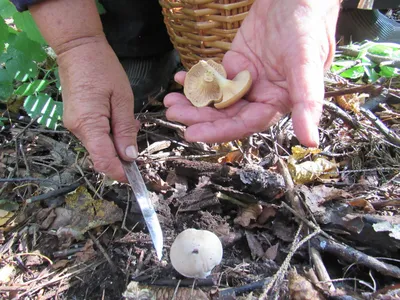 Вкусные съедобные грибы, которые редко собирают грибники | Грибы: собираем,  готовим, едим | Дзен
