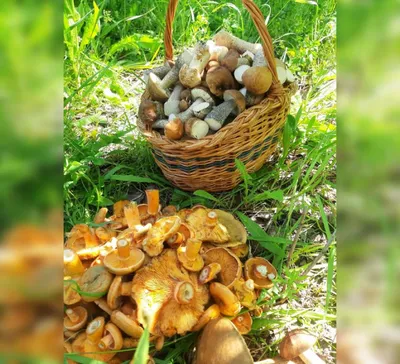 Праздник любителей грибной охоты | Шульган-Таш