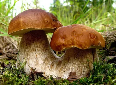 Белый гриб в башкирии (55 фото) - 55 фото