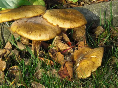 В Башкирии 14 человек отравились грибами с начала 2023 года - Новости - Уфа  - UTV