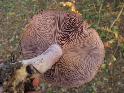 Грибное место или Куда этой осенью отправиться за грибами в Башкирии