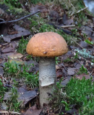 Гайчане охотно покупают разносортные грибы из лесов Башкирии » Гай ру —  новости, объявления