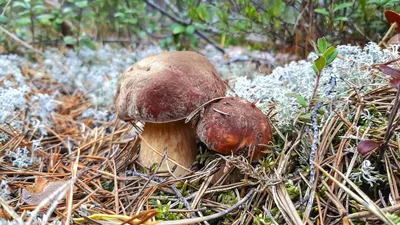 Семь мифов о грибах, в которые до сих пор почему-то верят