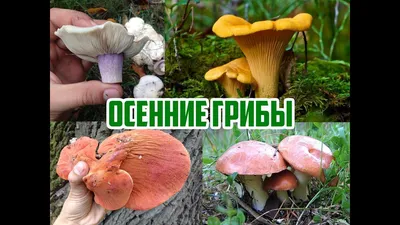 Съедобные грибы Башкирии - фото и картинки: 61 штук