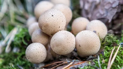 Тест: краснокнижные грибы России; какие грибы нельзя собирать в России:  перечный гриб рубиновый, опята, вешенка, порфировик, подосиновик  желто-бурый, сыроежка золотистая, подберезовик, трюфель, кровоточащий зуб -  16 октября 2023 - НГС24