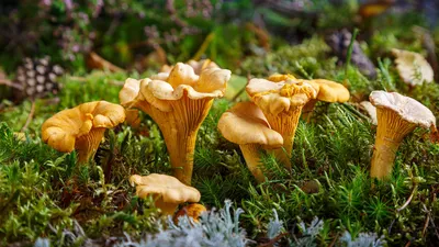 Грибное место или Куда этой осенью отправиться за грибами в Башкирии