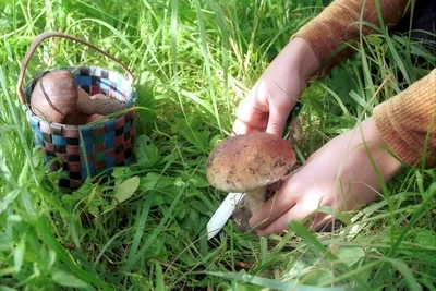 Какие грибы и где можно собрать в Башкирии осенью?