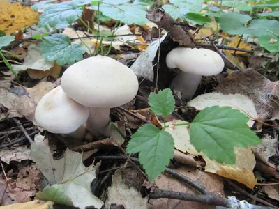 Фоторепортаж с грибной охоты в Башкирии: советы опытного грибника