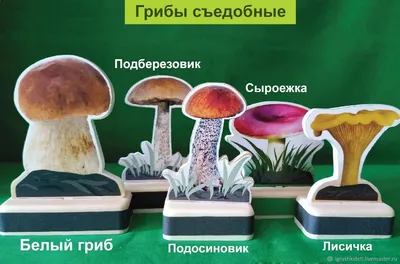 Съедобные грибы в Подмосковье начнут массово появляться в середине июня - В  регионе - РИАМО в Реутове
