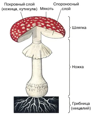 СЪЕДОБНЫЕ ГРИБЫ