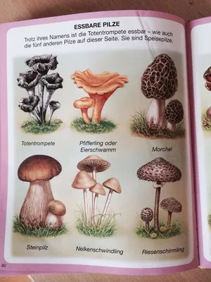 Запомните эти съедобные грибы: за них грозят огромные штрафы - Delfi RU