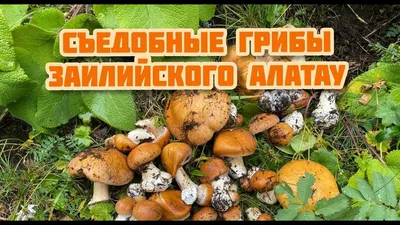 Самые распространенные съедобные грибы, Александр Матанцев – скачать pdf на  ЛитРес