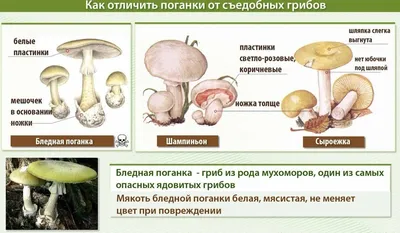 Съедобные картинки на вафельной бумаге \"1 сентября\", 16 элементов - купить  с доставкой по выгодным ценам в интернет-магазине OZON (1027181266)