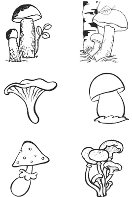 съедобные маленькие белые грибы Стоковое Изображение - изображение  насчитывающей еда, овощ: 218513255